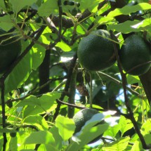 Avocados in Ouro Preto